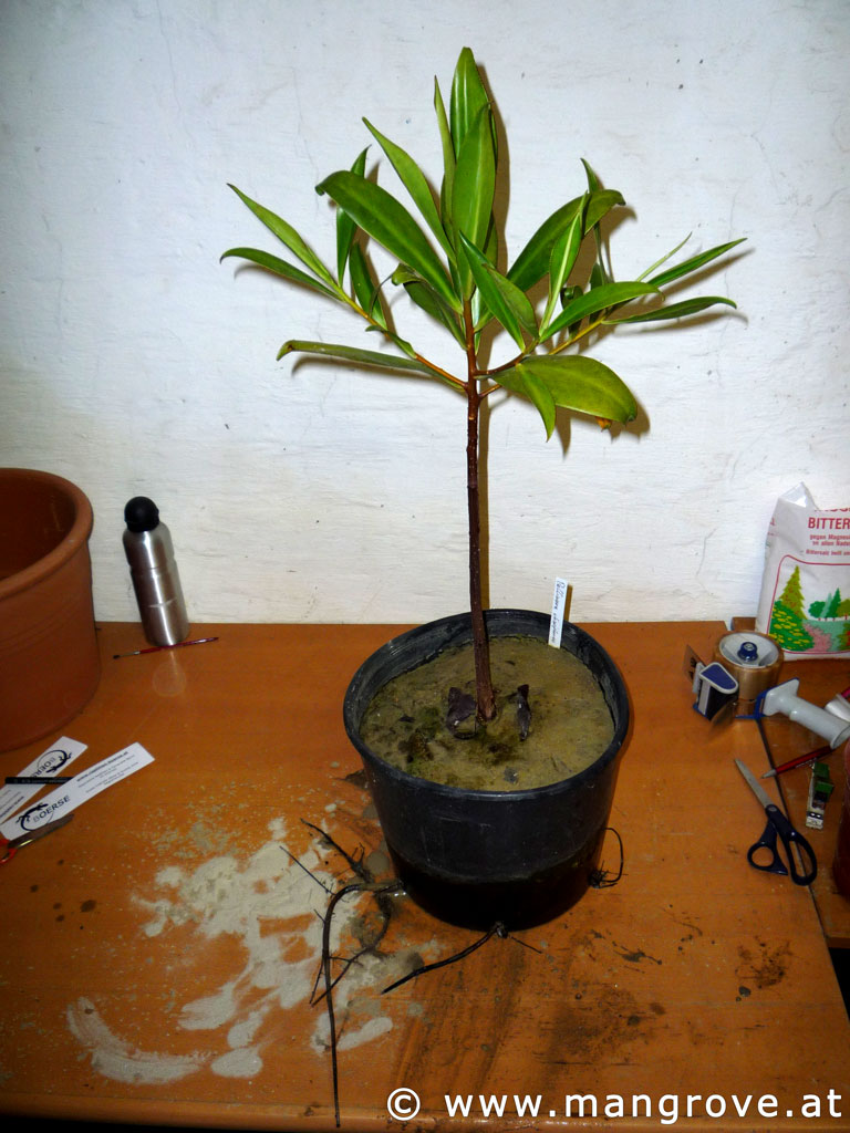 Pelliciera rhizophorae cultivation